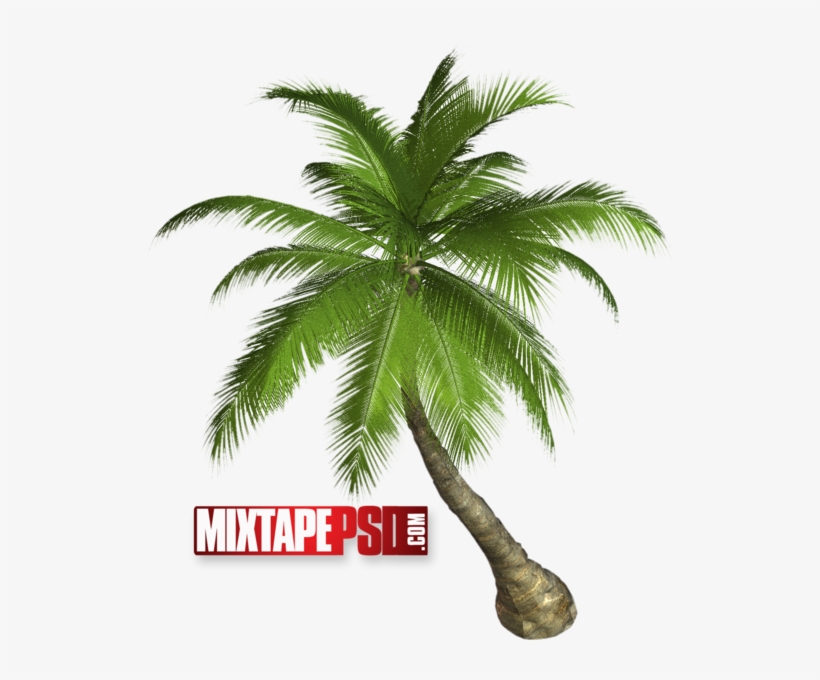 Palm Tree - Palm Tree Png, transparent png