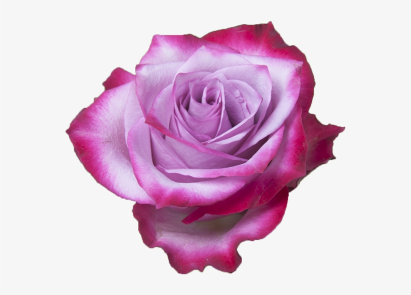 Deep Purple - Purple Rose - Floribunda, transparent png