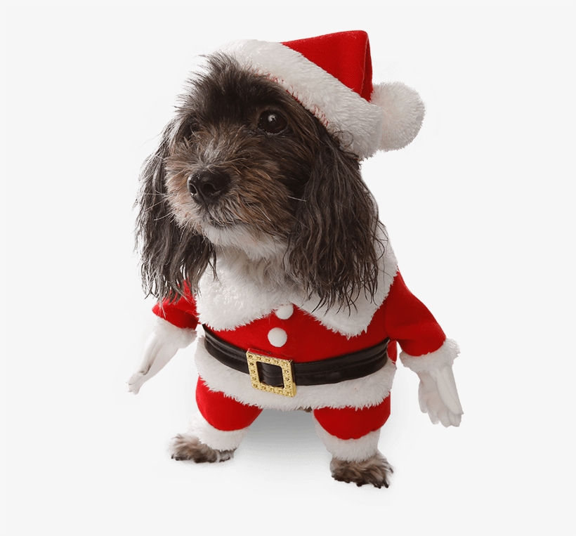 Costumes Star Wars Ewok Pet Dog Costume, Australia - Companion Dog, transparent png