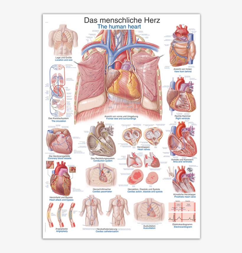 Wall Chart "human Heart" - Anatomy, transparent png
