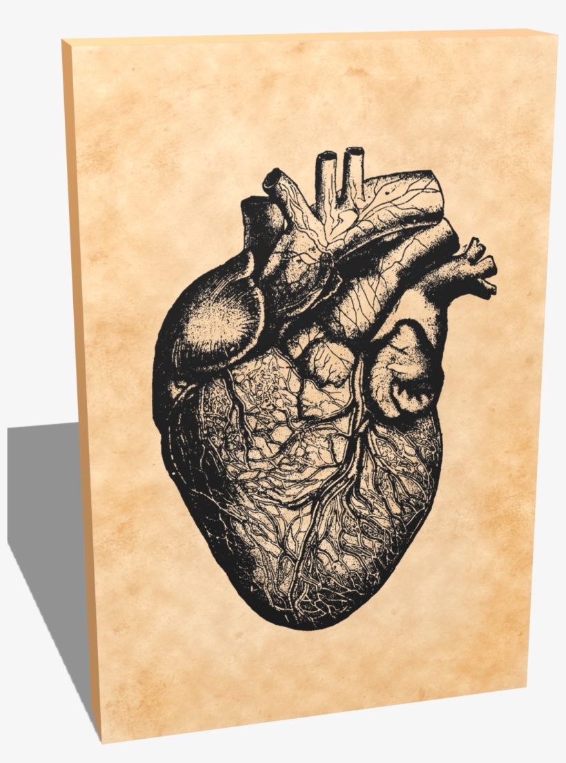 Portrait Canvas - Vintage Anatomy - Heart - Gifts For - Heart, transparent png
