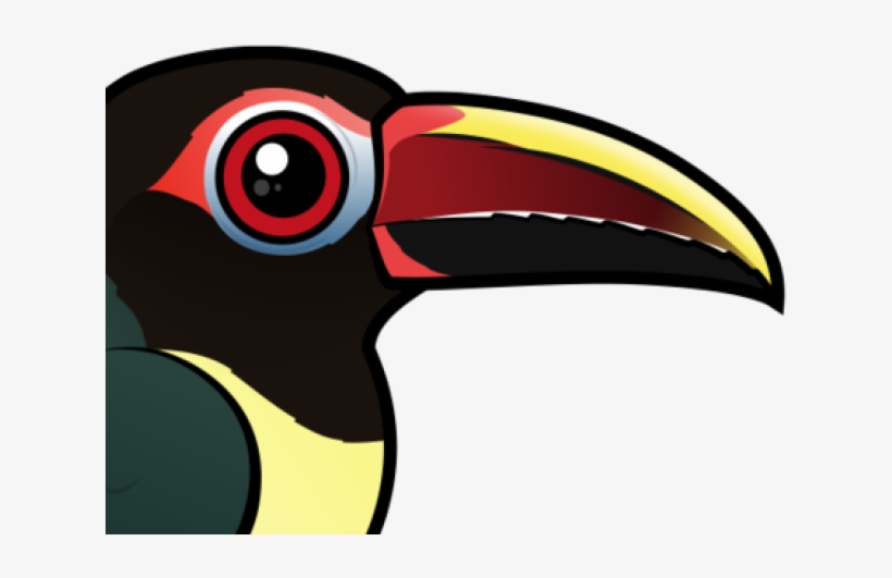 Toucan, transparent png