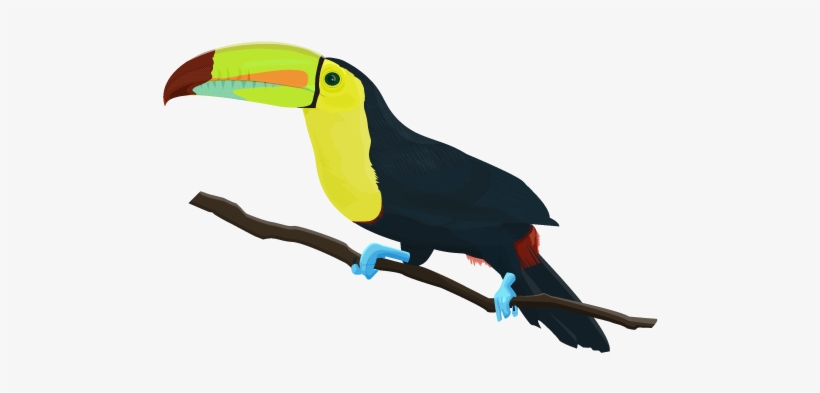 Keel-billed Toucan < [ Ramphastos Sulfuratus ] - Keel Billed Toucan Png, transparent png