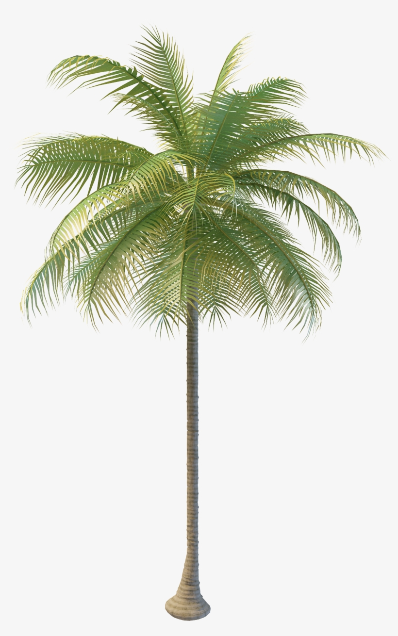 Coconut Tree Png Images, transparent png
