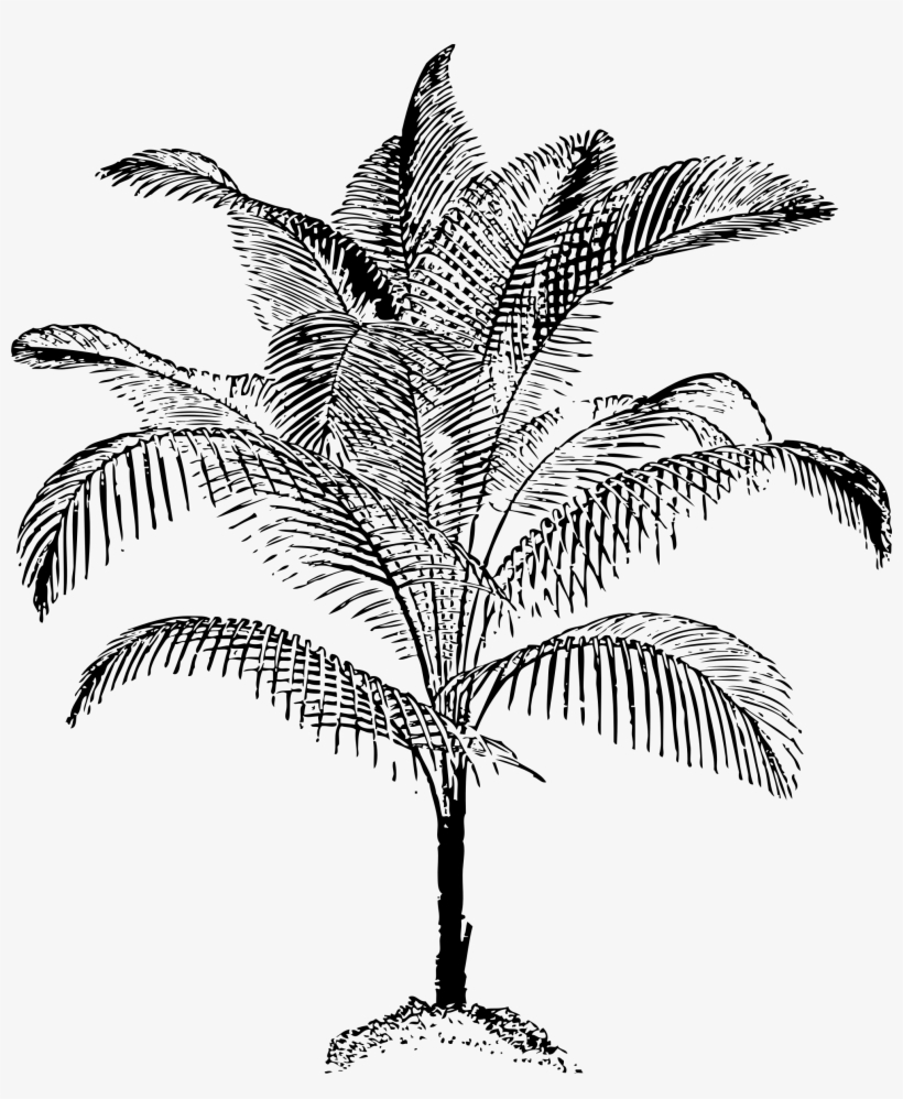 This Free Icons Png Design Of Miniature Coconut Palm, transparent png