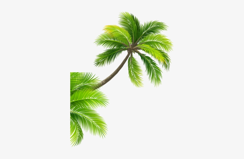 Coconuttree - Zuihomepaper-contemporaty 3d Wam Paper Wam Covering, transparent png