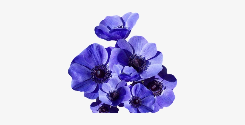 Poppy, Blossom, Bloom, Summer - Anemone Blue Poppy - 25 Fresh Bulbs, transparent png