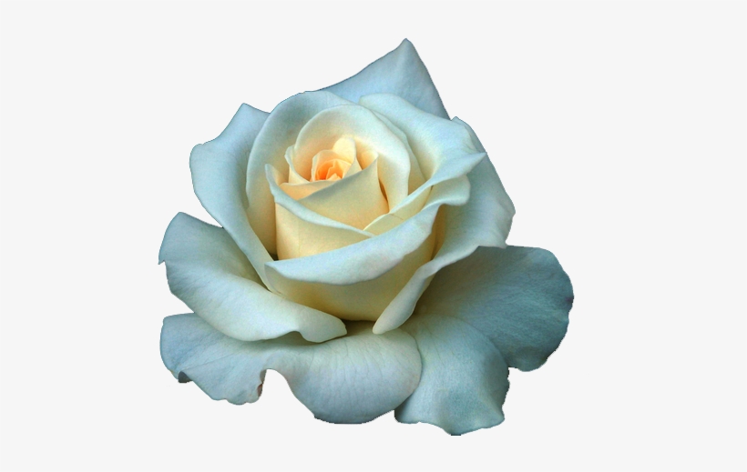 Get Single Transparent Background White Rose Png Pictures