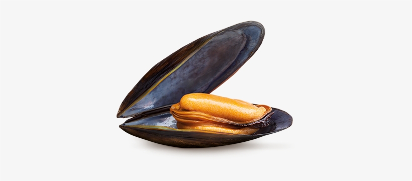Mussels - Mejillon Png, transparent png