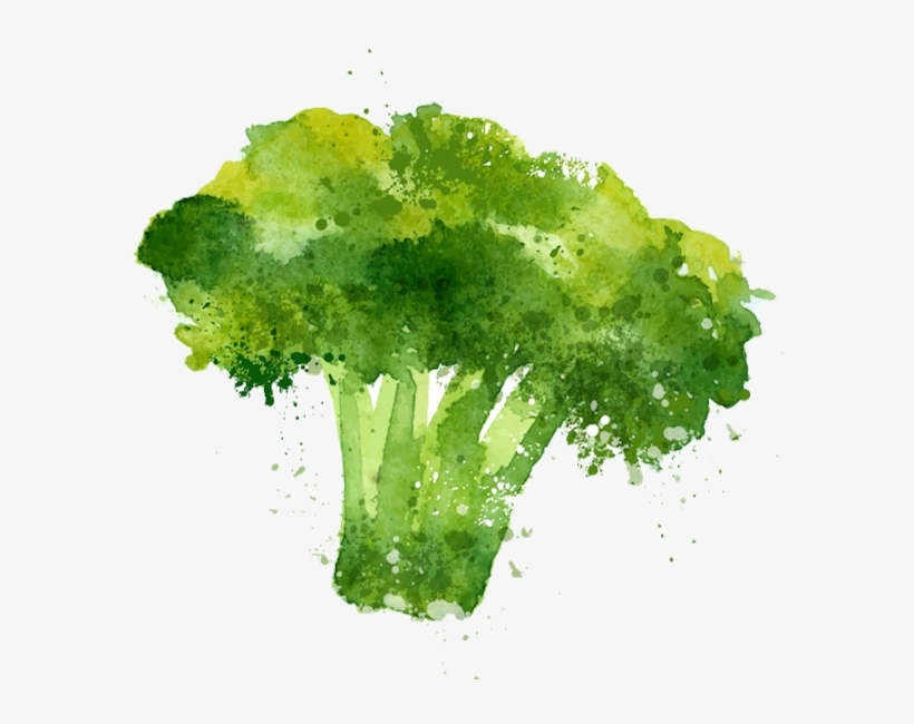 Waltham 29 Broccoli - Stock Illustration, transparent png