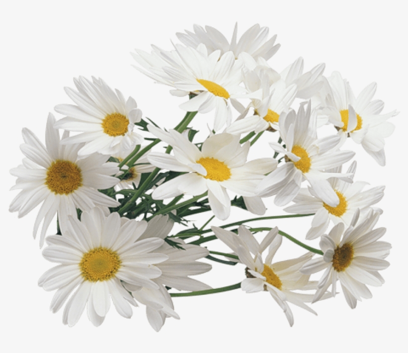 Free Png Camomile Png Images Transparent - Chamomile Png, transparent png