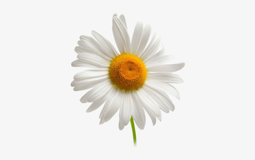 Camomile Png Image, Free Flower Picture Facial Cleansers, - Camomile Png, transparent png