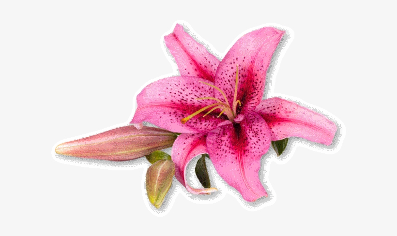 Wedding Flowers, Including Bridal Bouquets, Ceremony - Floral Design, transparent png