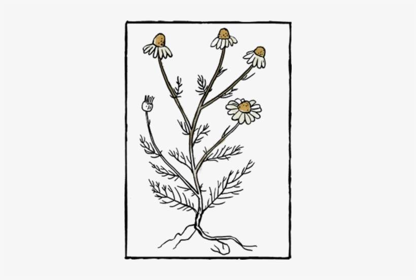 Book Herb08 - Book, transparent png