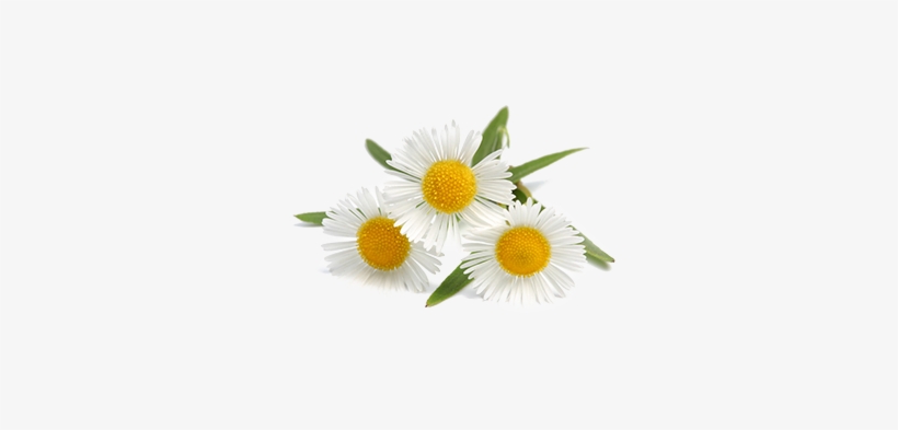 Chamomile German - Sanidog Professional Pet Love Camomile Wipes - Minimum, transparent png