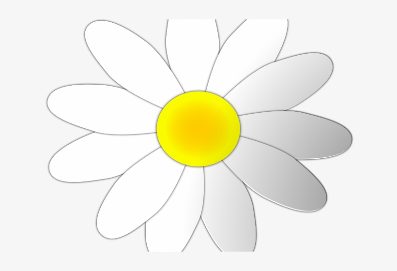 Chamomile Clipart Daisy - Clip Art, transparent png