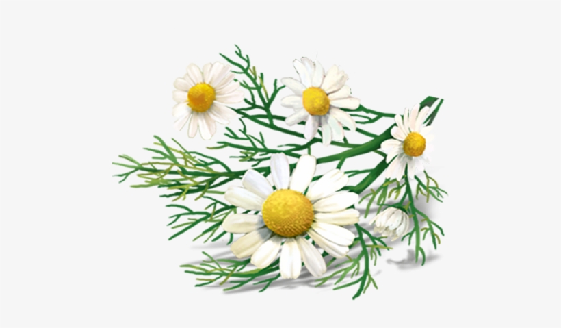 Chamomile Png Transparent Images - Chamomile Tea Png, transparent png