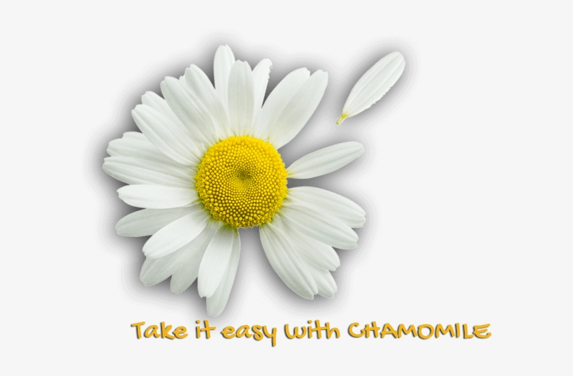Image - Oxeye Daisy, transparent png