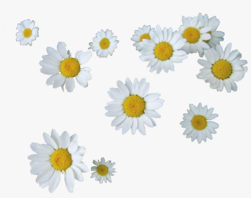 505 Images About Png - Daisies Tumblr Transparent, transparent png