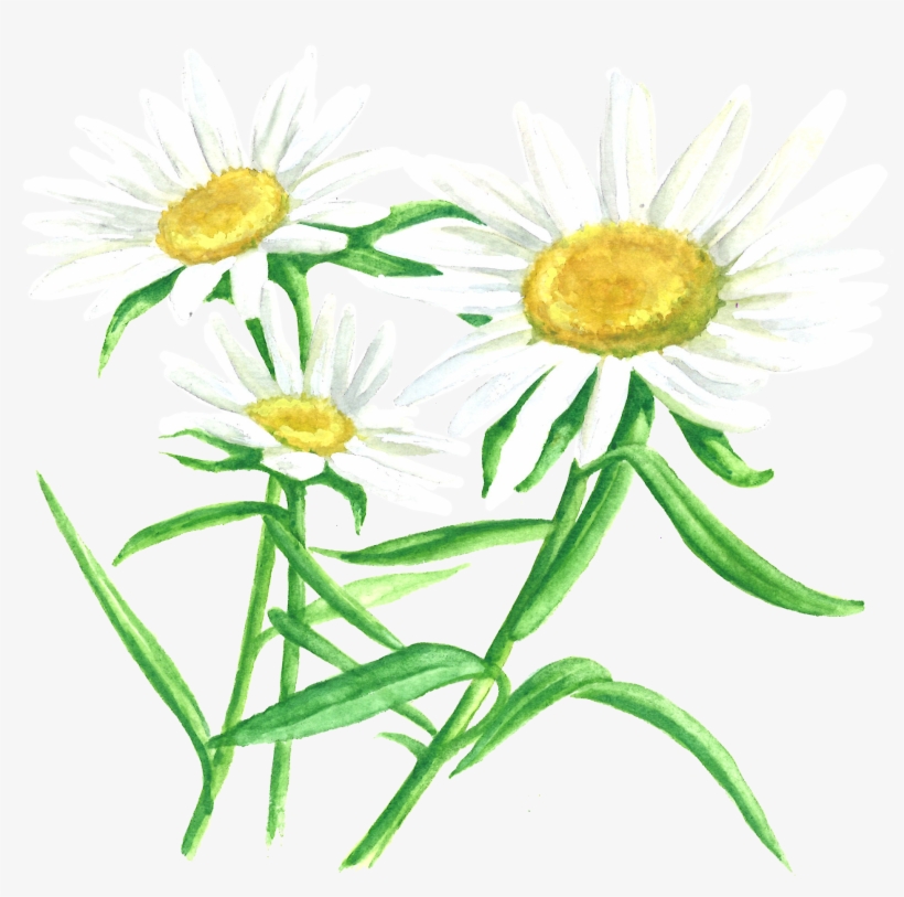 Dandelion - Chamomile, transparent png