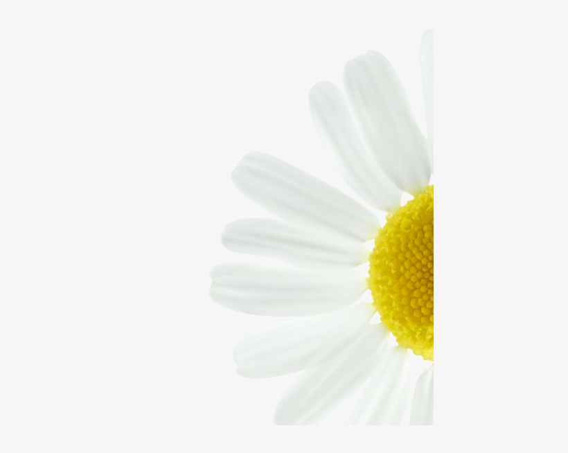 We Select Chamomile For Its Naturally Brightening Action Chamomile