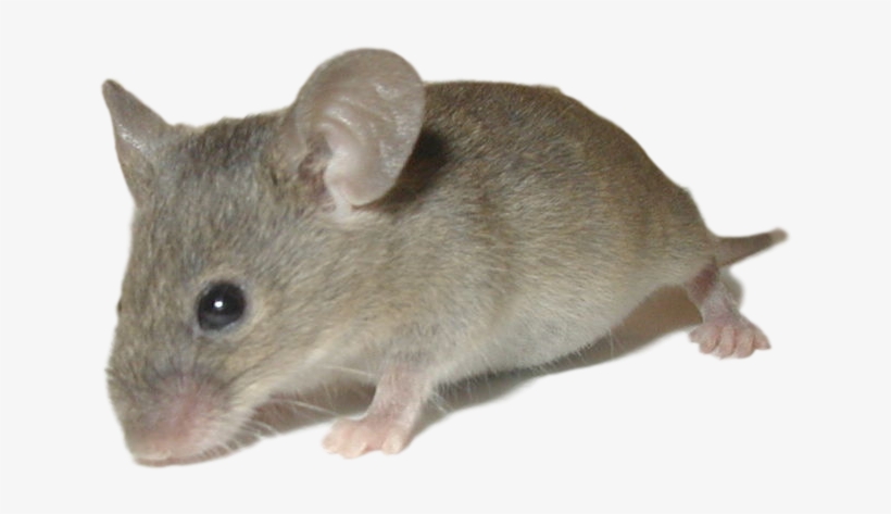 House Mouse - Mus Musculus House Mouse, transparent png