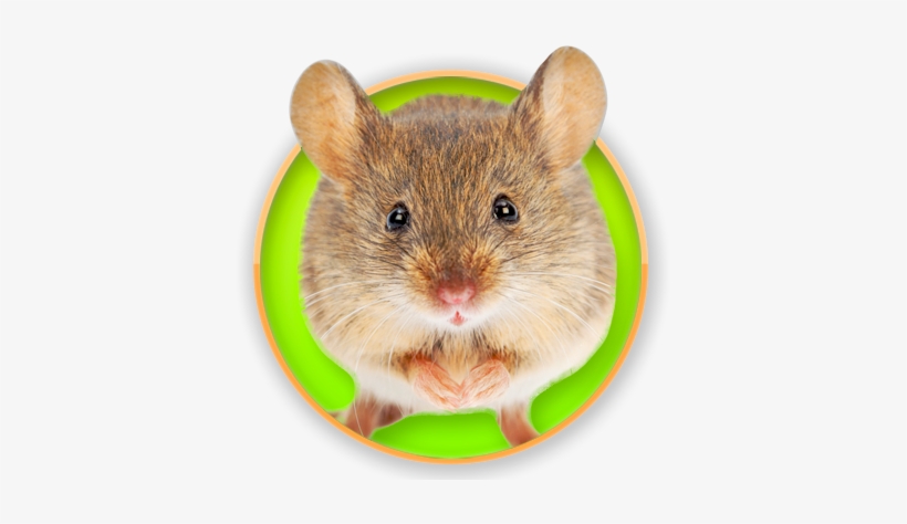 Rat Good Morning, transparent png
