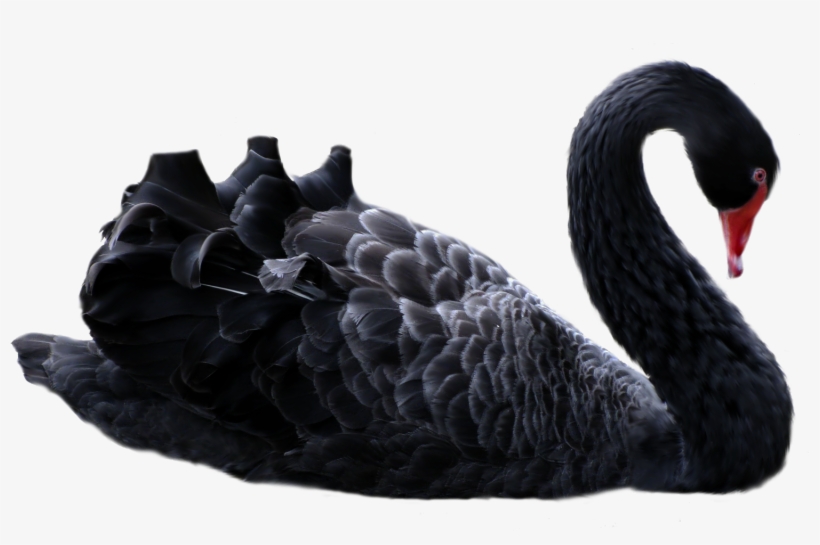 Chasing Black Swans, Taking Down Tournaments, And Discovering - Black Swan Png, transparent png