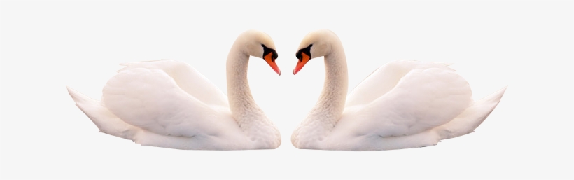 Fur Vector Swan Feather, transparent png