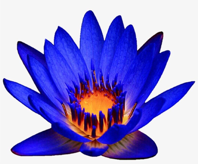 Ocean Blue Waterlily By Jeanicebartzen27 Ocean Blue - Egyptian Lotus, transparent png