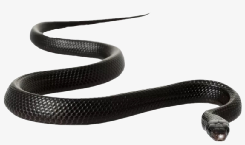 Rat Snake Clip Art, transparent png