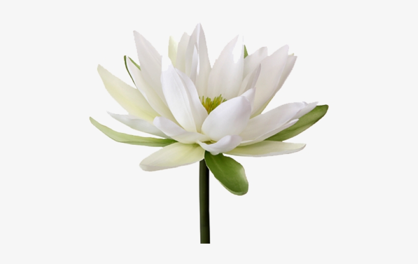 Water Lily Flower Png, transparent png