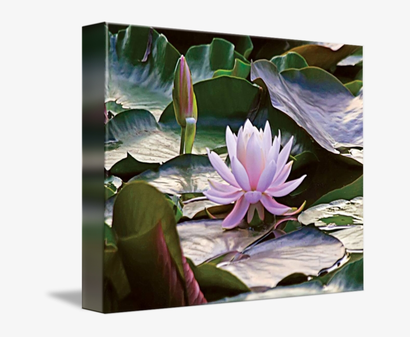 650 X 593 3 - Water Lily, transparent png