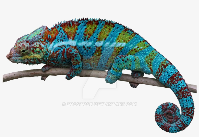Chameleon Png - Reptiles Png, transparent png