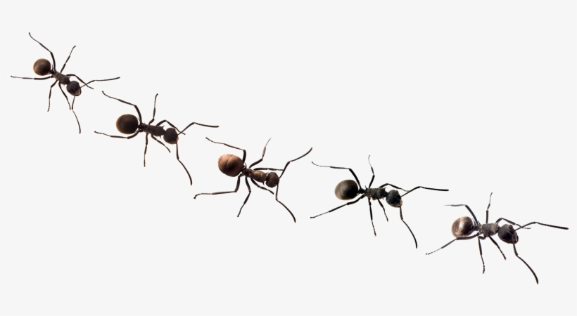 Ants Png Free Background - Blank Ants, transparent png