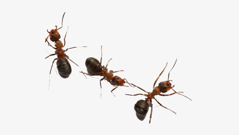 Carpenter Ant, transparent png