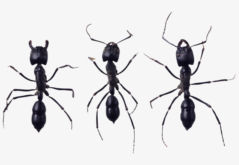 Ant Png, Download Png Image With Transparent Background, - Ant, transparent png