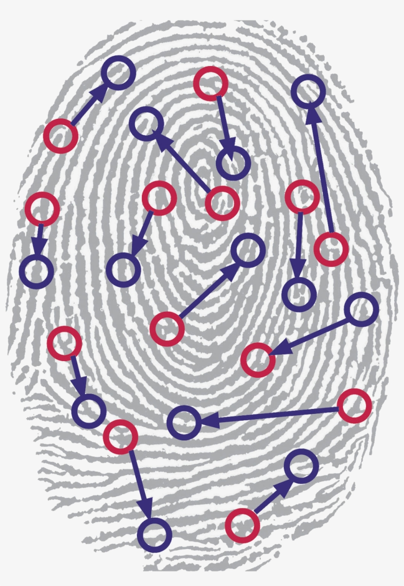 Identified Patterns In A Fingerprint - Fingerprint, transparent png