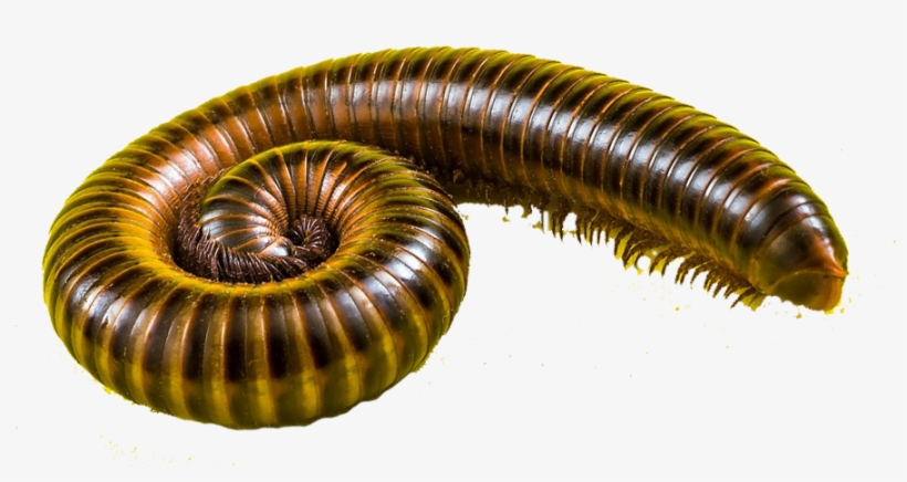 Centipeds & Millipedes - Millipedes, transparent png