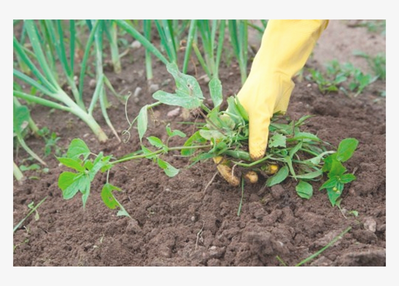 For The Weeds You Can't Pull Out Yourself - Pulling Out Weeds On Plants, transparent png