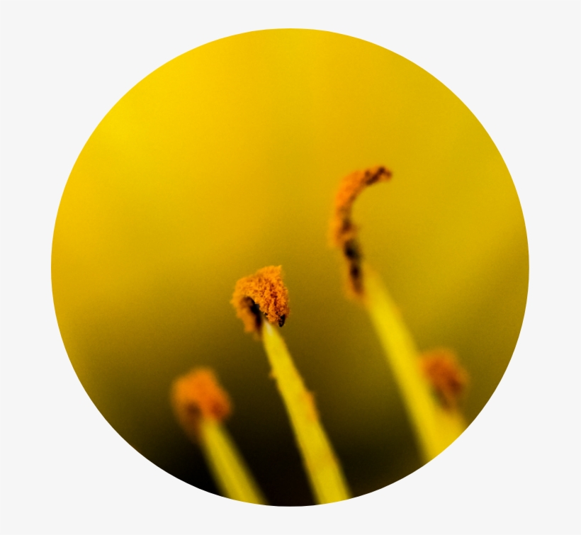 Macro Photography, transparent png