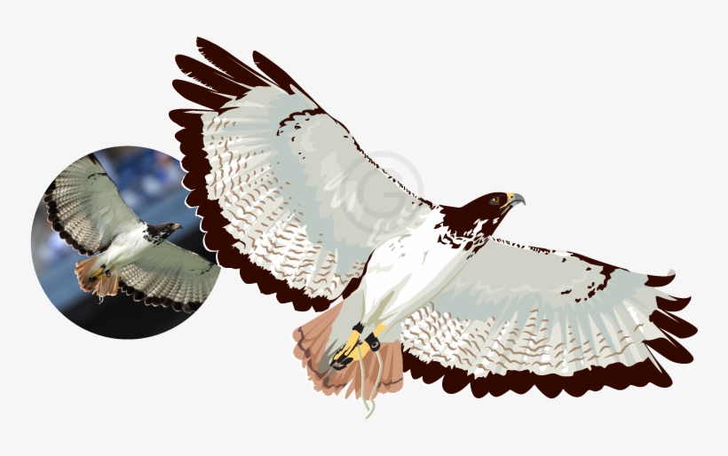 Raster To Vector Illustration Using 100% Vectors - Red-tailed Hawk, transparent png