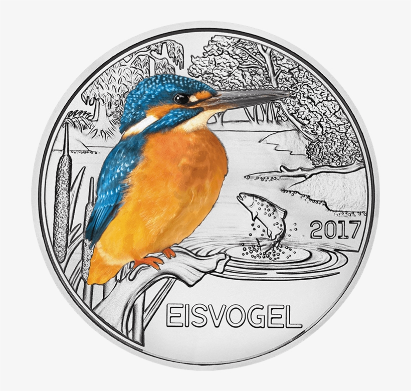 Colourful Creatures, The Kingfisher - Tier Taler Eisvogel, transparent png