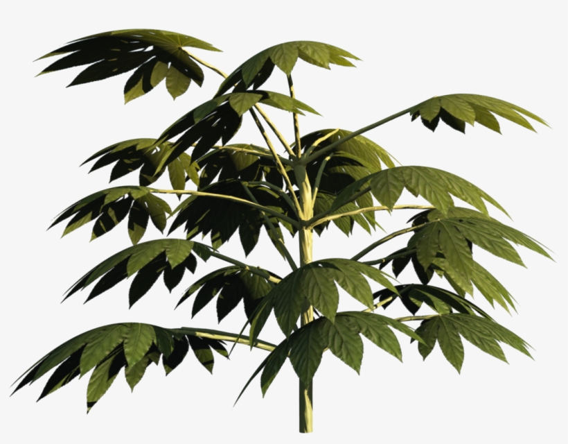 Plant2 - Twig, transparent png