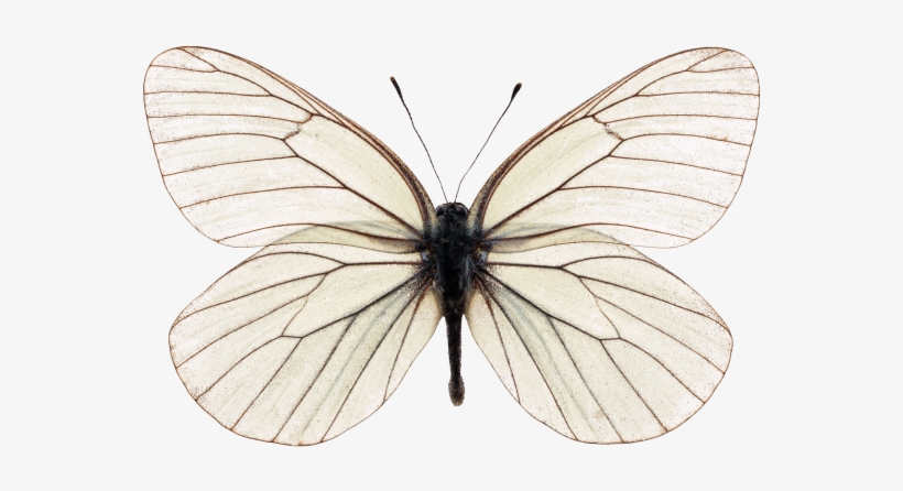 Butterfly - Aporia Crataegi, transparent png