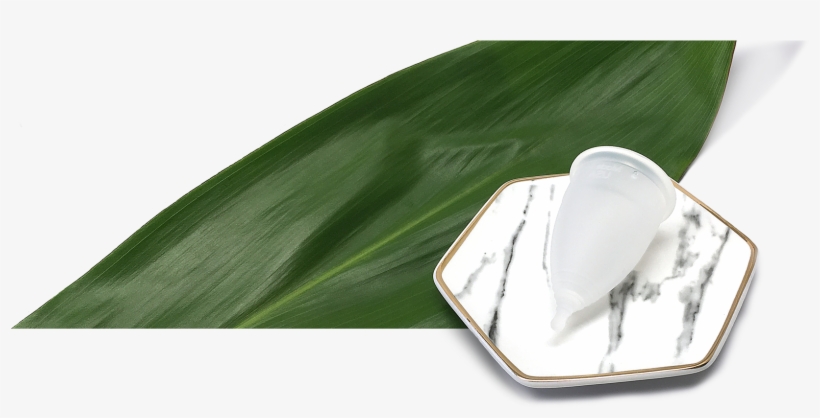 Cup And Leaf Flattened - Still Life Photography, transparent png