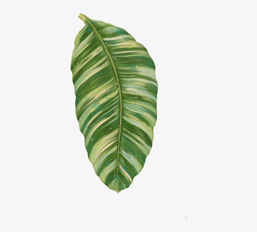 Click And Drag To Re-position The Image, If Desired - Rainforest Resort - Tropical Banana Leaf, transparent png
