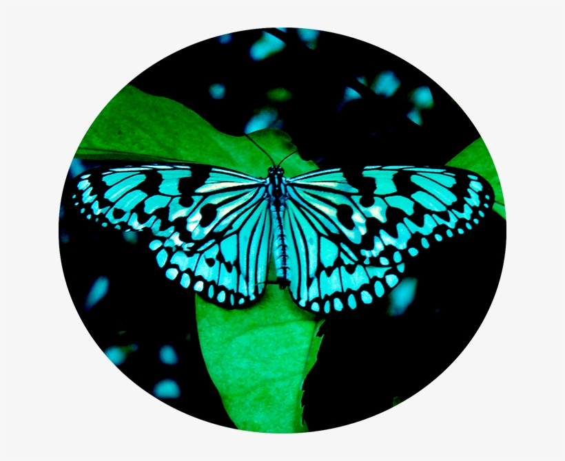 Butter - Riodinidae, transparent png