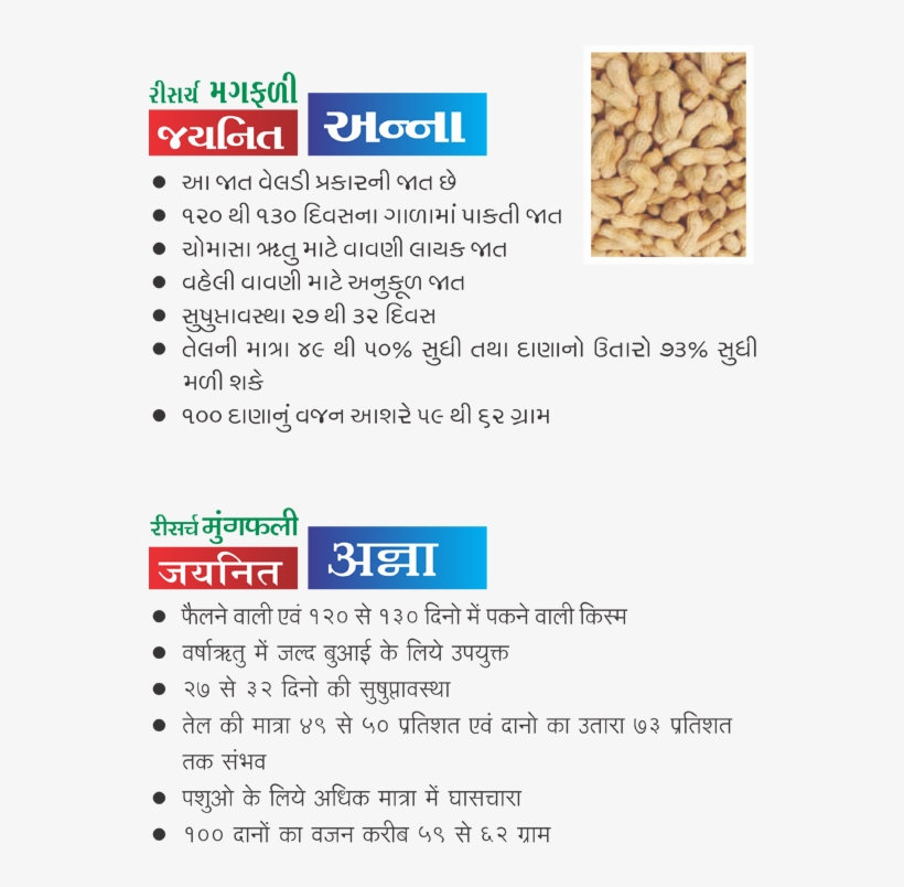 Research Groundnut Jaynit Anna - Groundnut Plant, transparent png