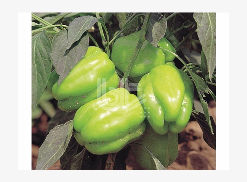 Kandi̇l Dolma Biber Tohumu - Green Bell Pepper, transparent png